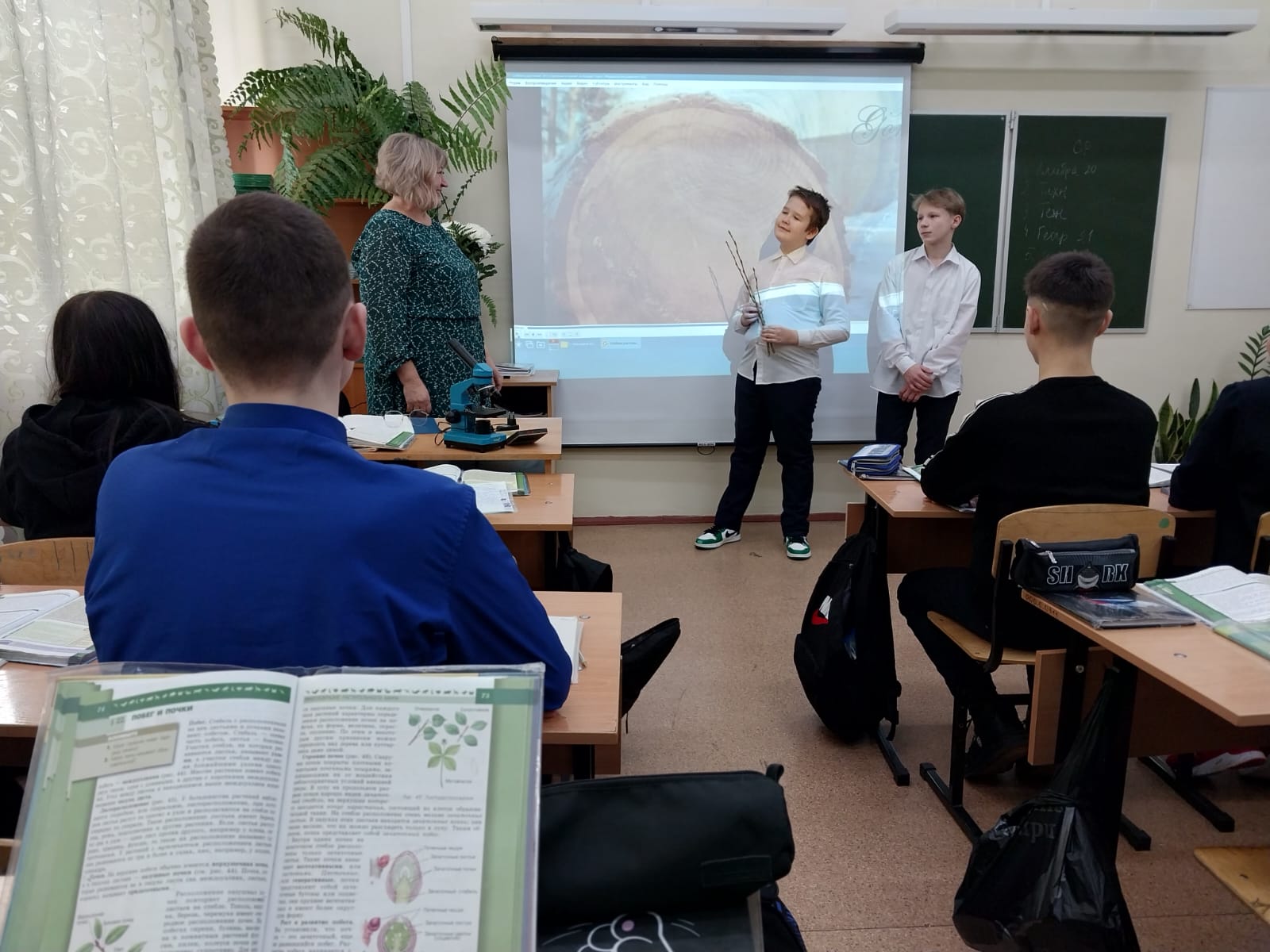 «Внутреннее строение ветки дерева».