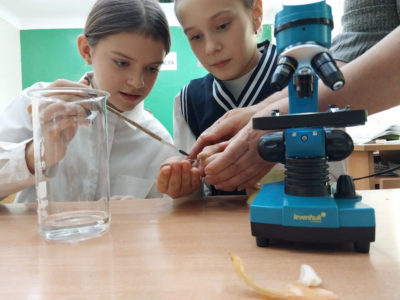 Лабораторная работа: «Изучение клеток кожицы лука».
